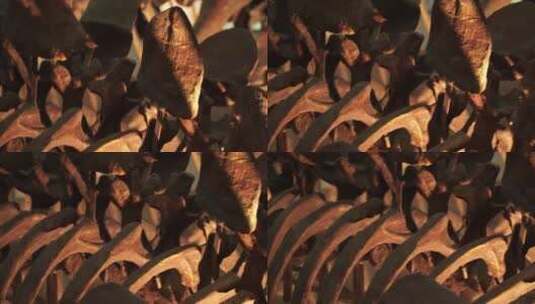 恐龙骨架化石高清在线视频素材下载