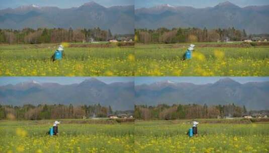 油菜花田里喷洒农药的农民高清在线视频素材下载