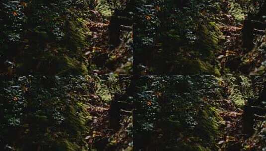 森林中的落叶空境素材高清在线视频素材下载