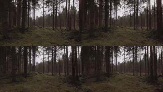 神秘的原始森林高清在线视频素材下载