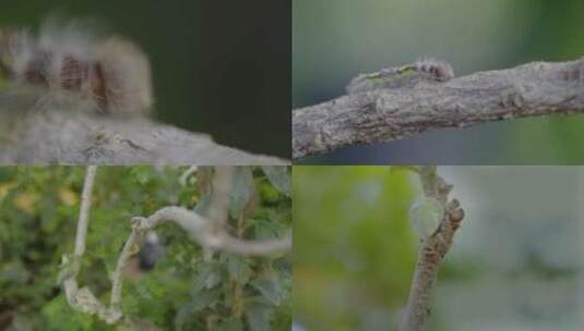 实拍蝴蝶蜕变从卵到幼虫蛹期和成虫视频素材高清在线视频素材下载