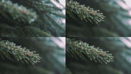 露珠滴在松树枝上高清在线视频素材下载