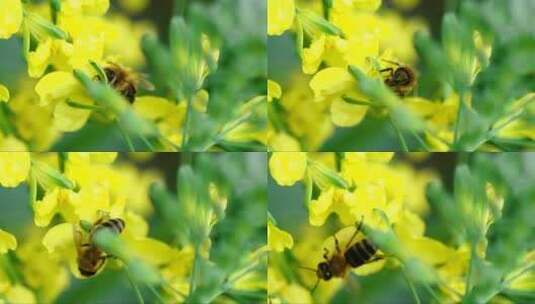 蜜蜂给黄色花朵授粉高清在线视频素材下载