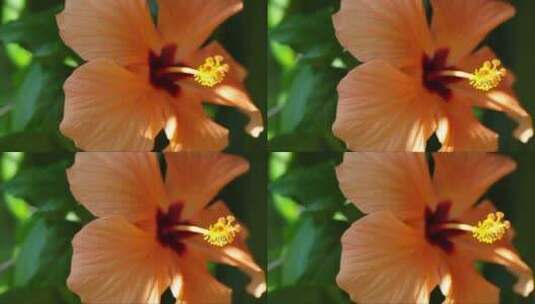 橙色芙蓉在春天的花园里高清在线视频素材下载