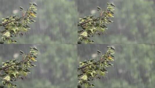 暴雨打在树枝枝头上高清在线视频素材下载