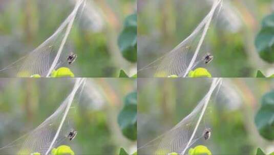 织网的蜘蛛高清在线视频素材下载
