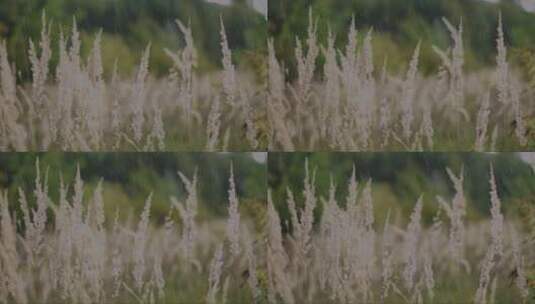 雨水冲刷的麦穗高清在线视频素材下载