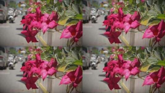 路边绽放的粉红色花朵高清在线视频素材下载