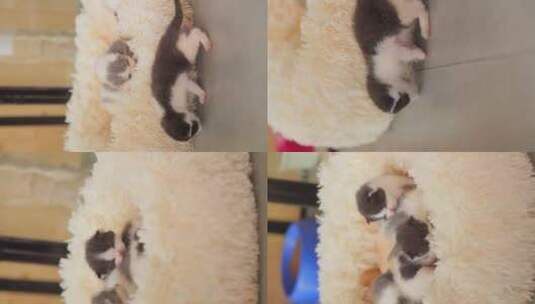 一群刚出生的小猫在窝里玩耍高清在线视频素材下载