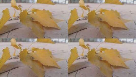 金黄的树叶高清在线视频素材下载