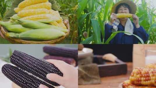 新鲜玉米素材高清在线视频素材下载
