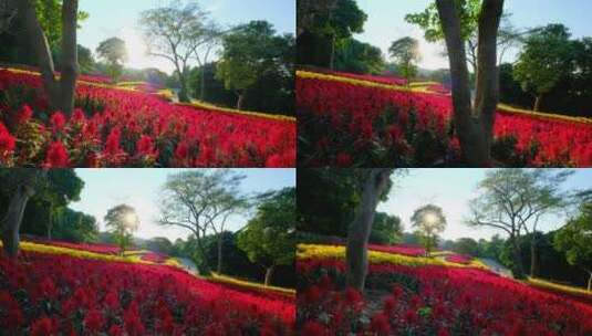 穗冠花的花海花田梯田高清在线视频素材下载