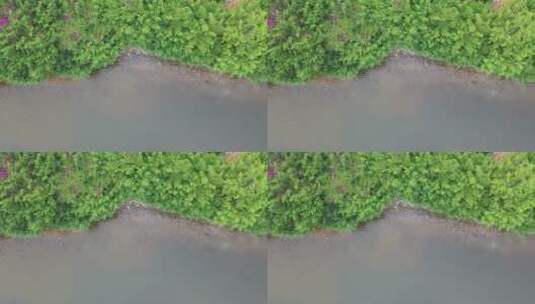 河岸江边湖边岸边生态绿色植被湿地公园水面高清在线视频素材下载