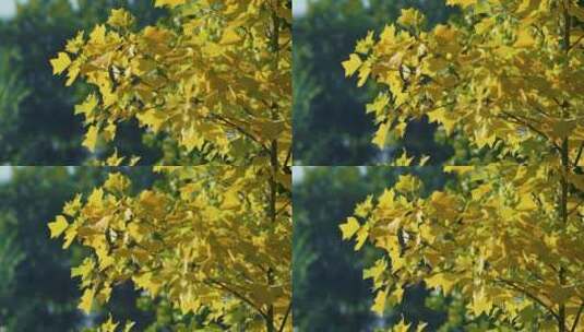 黄色的树叶高清在线视频素材下载