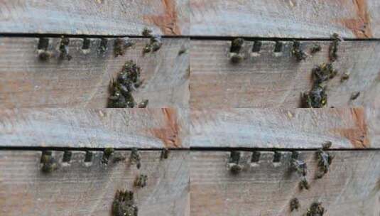 辛勤劳动的蜜蜂采蜜进出蜂箱高清在线视频素材下载