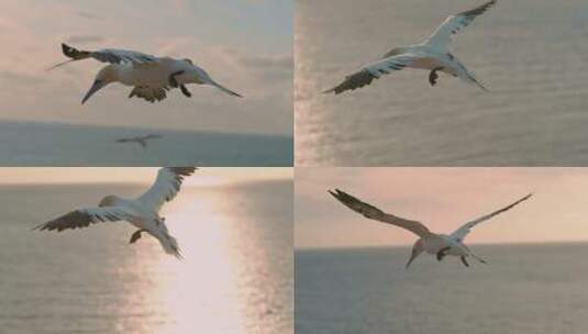 夕阳下飞翔的塘鹅高清在线视频素材下载