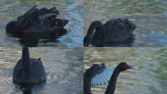 广州流花湖公园黑天鹅鸟类野生动物高清在线视频素材下载
