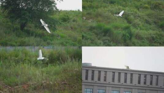 在湖面上自由飞行的白鹭高清在线视频素材下载