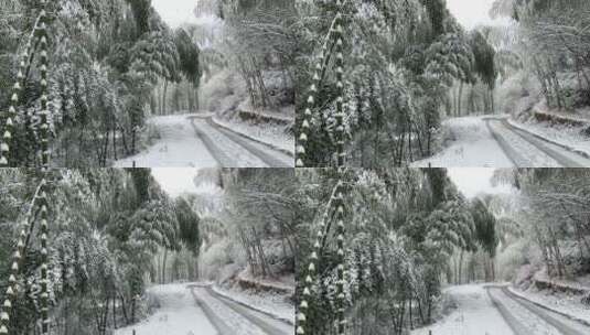 冬日竹林下雪慢镜头实拍高清在线视频素材下载