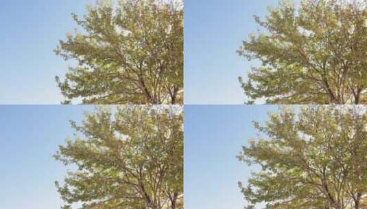 仰拍蓝天下阳光照射的树木高清在线视频素材下载