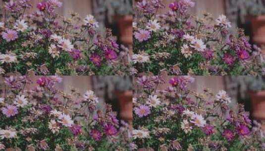 五彩花朵草丛在阳光下唯美盛开高清在线视频素材下载