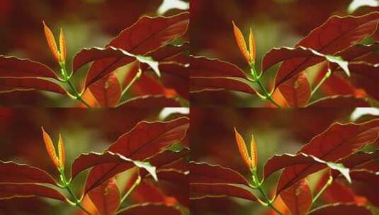 观叶植物红背桂花H高清在线视频素材下载