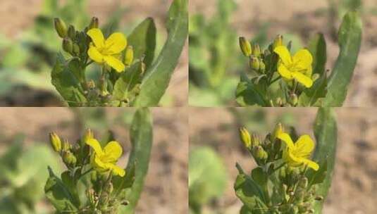 春天盛开的油菜花微距高清在线视频素材下载