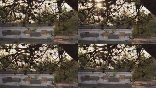 高清4k松树逆光夕阳傍晚公园景区阳光温馨高清在线视频素材下载