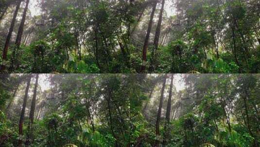 雨天登山山林起雾高清在线视频素材下载