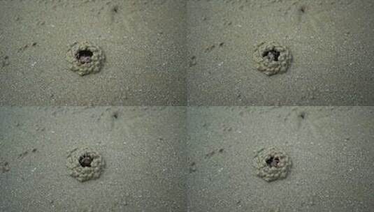 沙滩上盖房子的小螃蟹高清在线视频素材下载