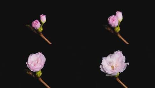 【正版8K素材】粉色樱花延时高清在线视频素材下载