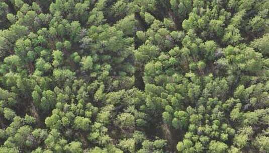 航拍绿色樟子松松林高清在线视频素材下载