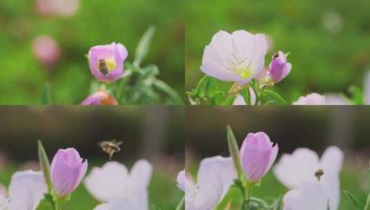 美丽月见草，粉晚樱草，蜜蜂 4k 50p高清在线视频素材下载