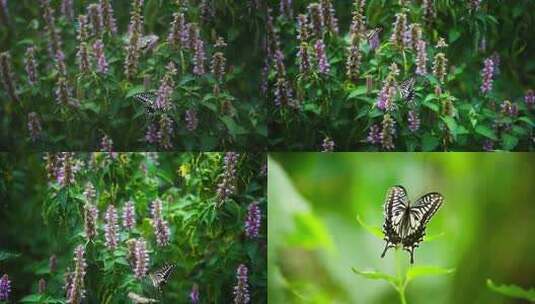 自然届昆虫蝴蝶授粉采蜜合辑高清在线视频素材下载