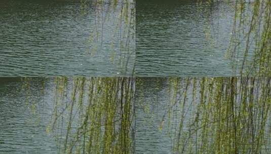 湖面水边柳树柳叶柳枝柳条唯美空境春风高清在线视频素材下载
