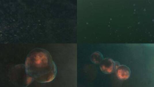 海洋孕育生命细胞分裂生命起源高清在线视频素材下载