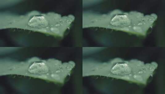 清晨植物叶子上的露水高清在线视频素材下载