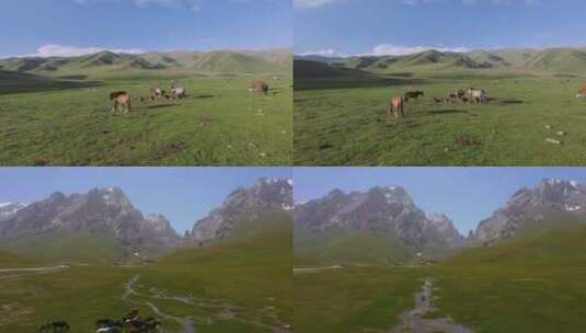 4k草原上的马航拍高清在线视频素材下载