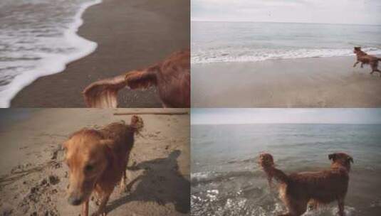 金毛狗狗在海边玩球海滩度假遛狗美好时光高清在线视频素材下载