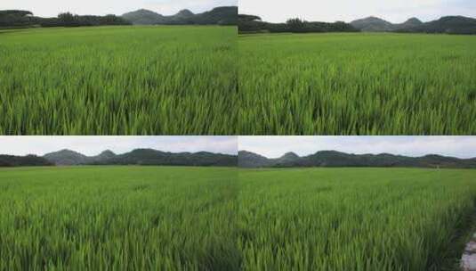 水稻稻谷禾苗素材高清在线视频素材下载