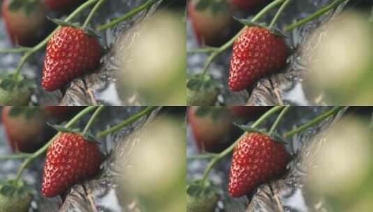辽宁丹东大棚果农采摘草莓特写高清在线视频素材下载
