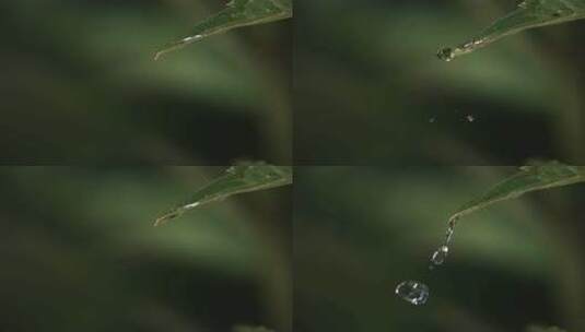 水滴水珠下落慢镜头42高清在线视频素材下载