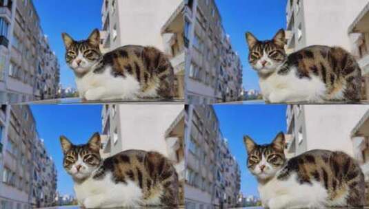一猫蜷缩在车顶上的特写高清在线视频素材下载
