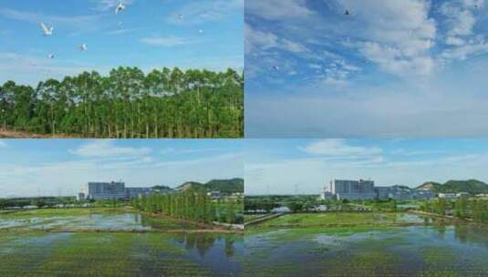 4K升格白鹭群飞湿地乡村农田生态保护航拍高清在线视频素材下载