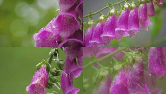 紫色的花朵露珠特写高清在线视频素材下载
