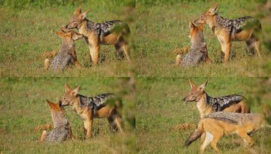 港口阿多国家公园草原上，一只黑背豺狼妈妈给她的小狗梳理毛发高清在线视频素材下载