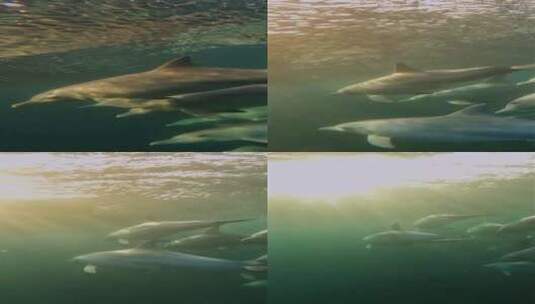 竖屏、海底的海豚高清在线视频素材下载