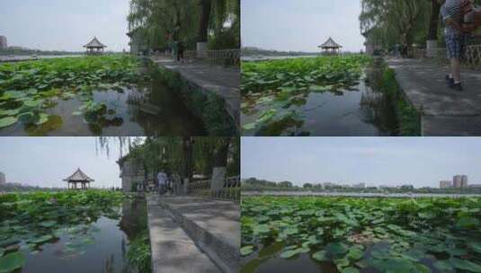 济南大明湖夏季荷叶风光高清在线视频素材下载