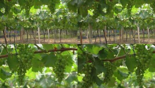 4K葡萄种植园实拍视频高清在线视频素材下载