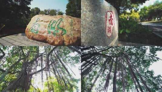南宁南湖公园景色树木高清在线视频素材下载